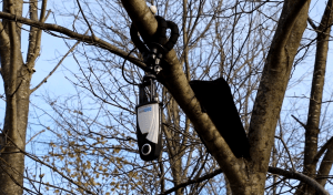 360rize livestream from tree 1
